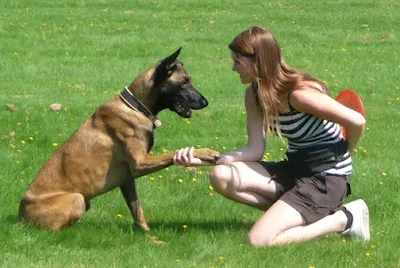 Hundezentrum Alex