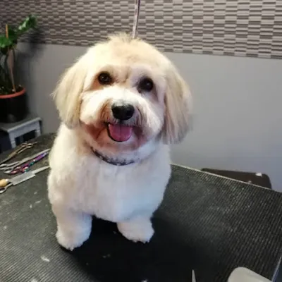 Hundesalon Di Arienzo