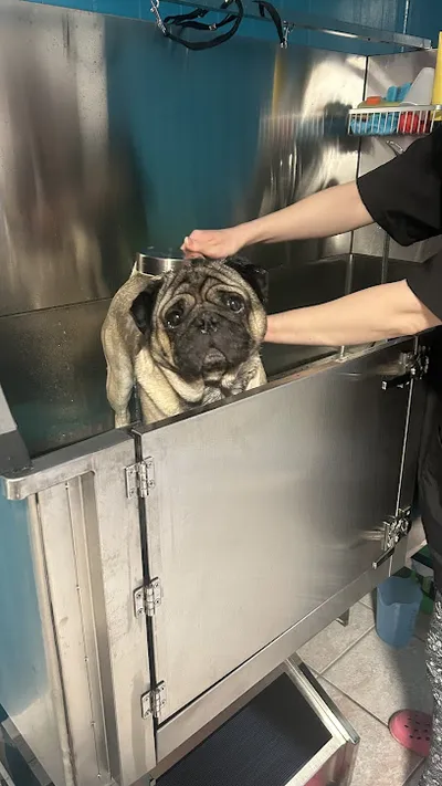 Daisy Hundesalon