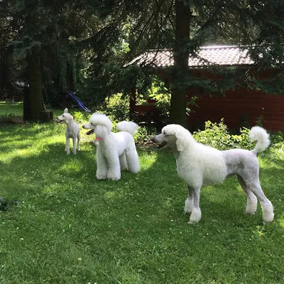 Nellis Hundesalon