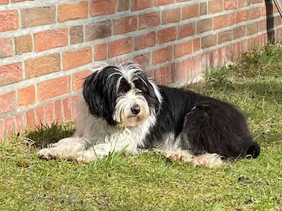 Tierisch Schön Hundefriseur