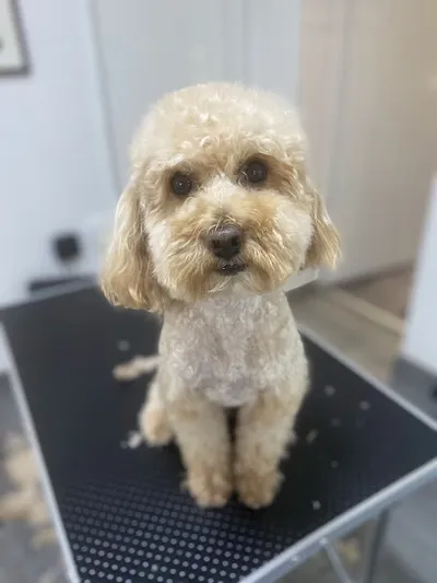 Hundefriseurin Mobile Fellpflege Iwona Sonnenfeld