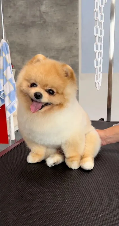 Hundesalon Petcare