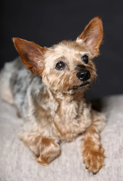 Tiersalon Groomingstar