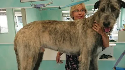 Tuckers Hundesalon