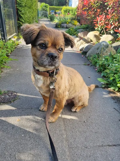 Jenni's Hundesalon