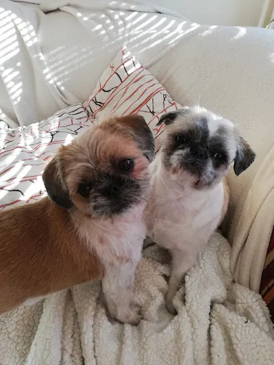 Hundesalon Benny Inh. Petra Pietschker