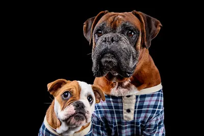 Love Pets Photography