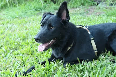 K9 and Critters