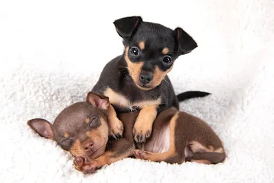 Furtogenic - Central Coast Pet Photography Studio