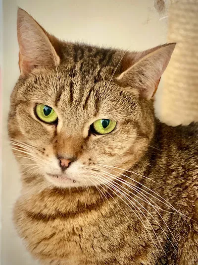 Vanity Fur Petography