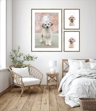 The Furtography Studio