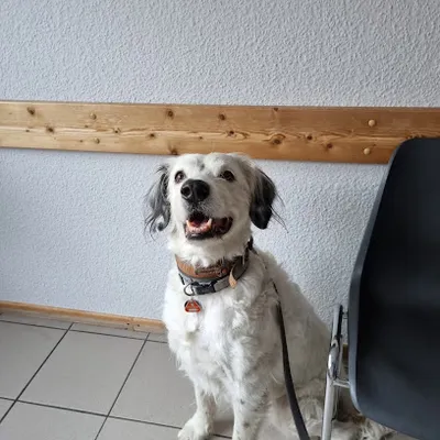 Dr. med. vet. Kai Quedzuweit Tierarztpraxis