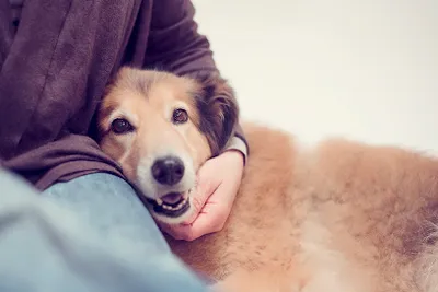 Osteopathie für Hunde, Dr.med.vet. Silke Riedel