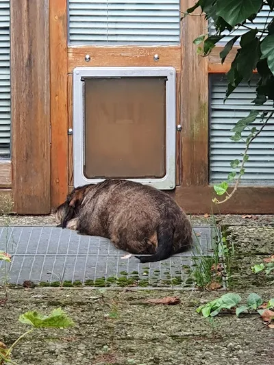 Sabine Thomsen Tierärztin