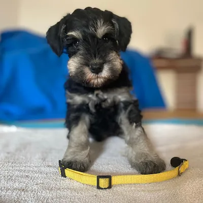 Fell-liebt Hundefriseur