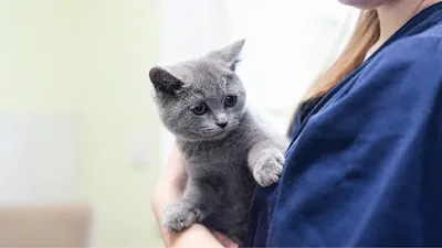 Tierarzt Vormum Berlin-Mahlsdorf, Tierarztpraxis am Wildrosengehölz