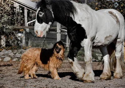Tierheilpraxis Holly und Henry