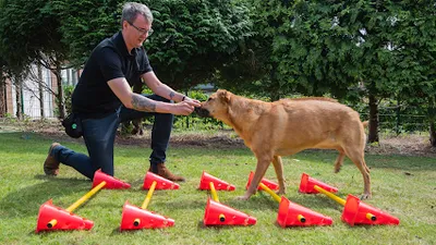 Hundephysiotherapie Tobias Nebelung