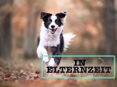 Das Tierzimmer - Ganzheitliche Tiertherapie / Physiotherapie für Hunde/Pferde