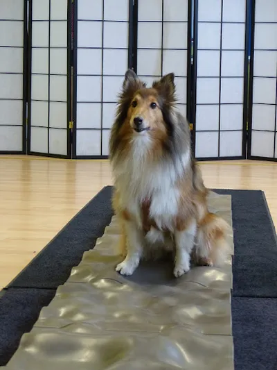Die Tierischen - Abteilung Physiotherapie