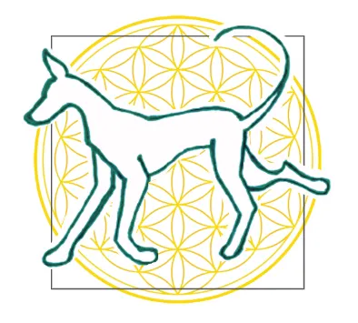 Osteopathie und Chiropraktik für Kleintiere - Tierärztin Marie Vogley