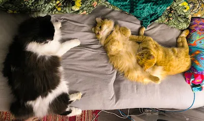 Tierarztpraxis und Katzenpension Geltow