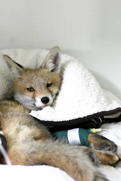 Bundesverband der Wildtierhilfen