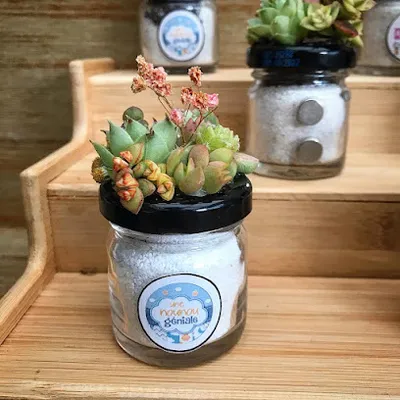 Idées Succulentes