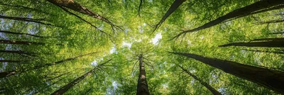The Rooted Space